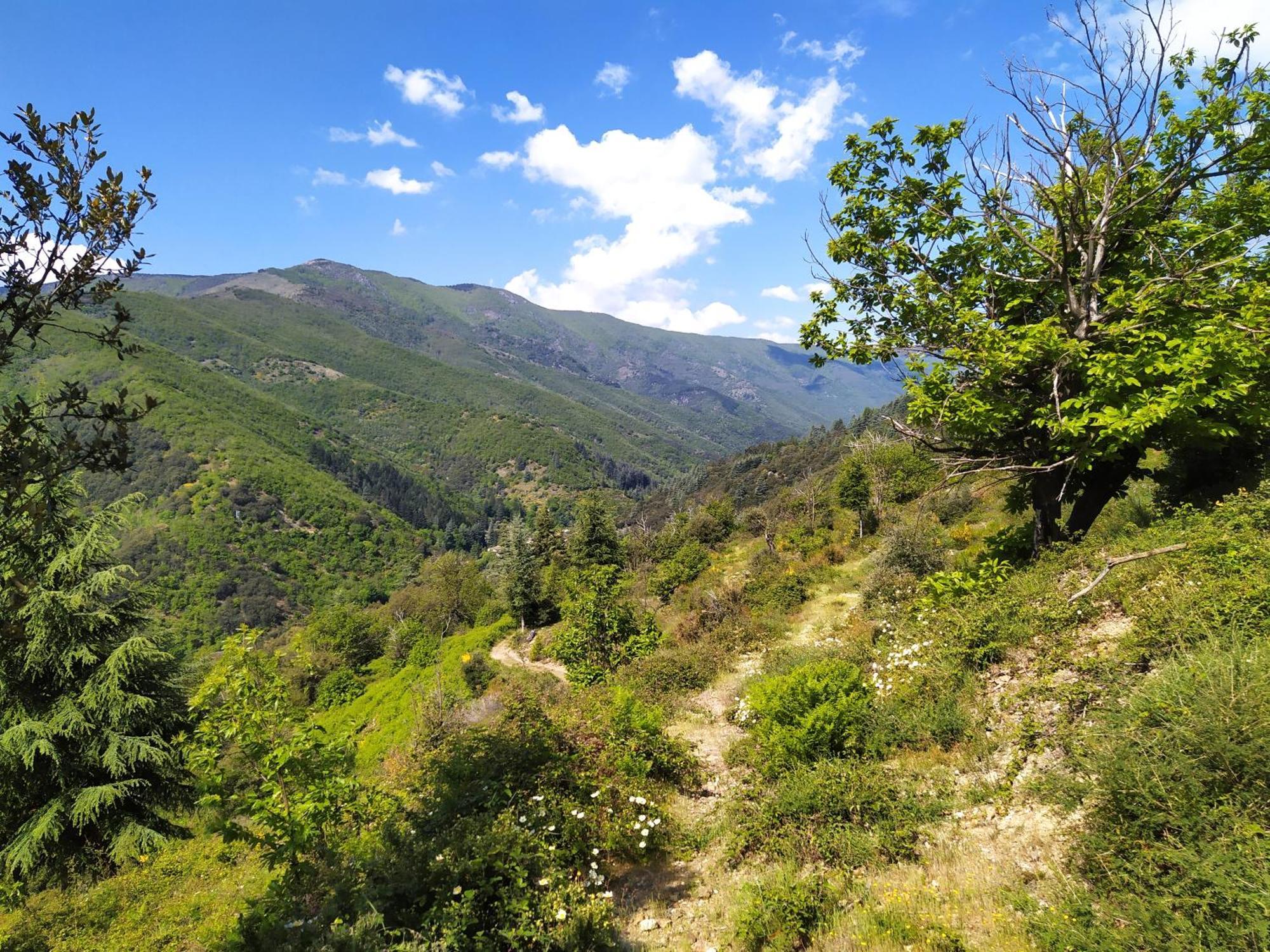 La Grenouille Bed and Breakfast Valleraugue Εξωτερικό φωτογραφία