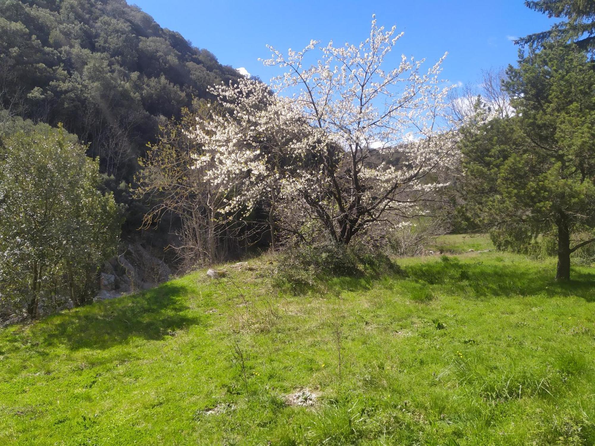 La Grenouille Bed and Breakfast Valleraugue Εξωτερικό φωτογραφία
